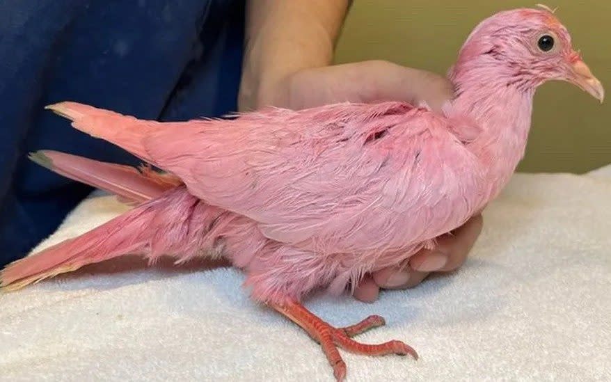 Pigeon 'dyed pink for New York gender reveal party