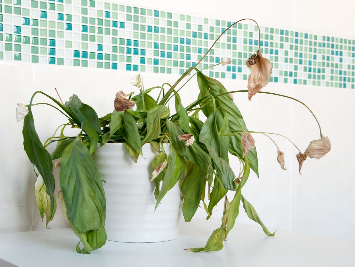  People feel more uplifted and relaxed around plants that they perceive as beautiful (Getty Images/iStockphoto)