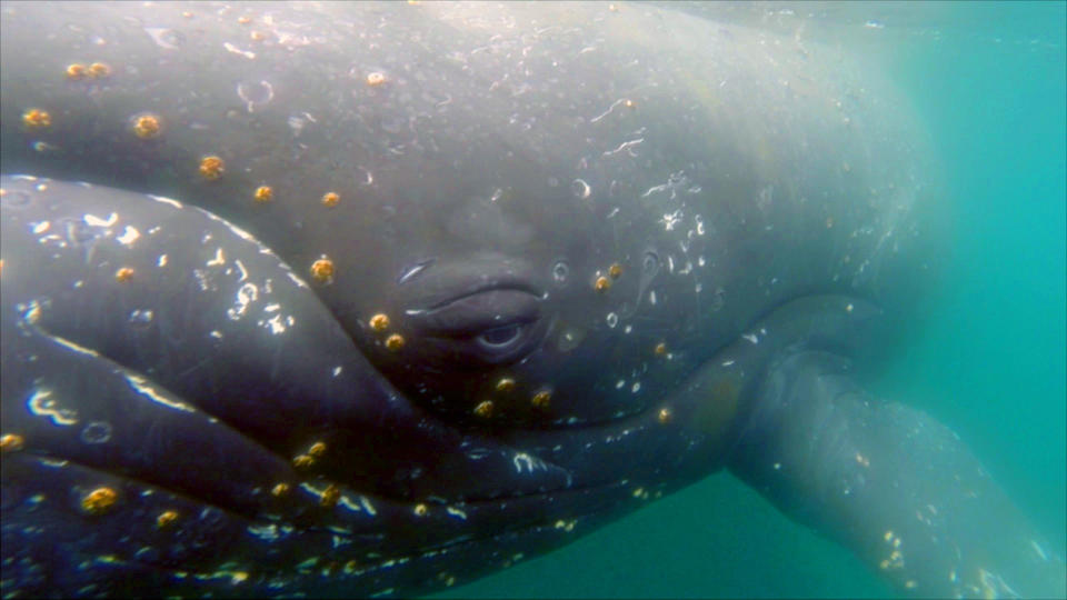 'Whale Cams' Capture Massive Mammals' Mysterious Daily Habits