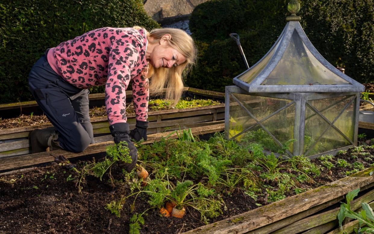 The first step for growing great veg is the choice of variety, says Bunny Guinness - Andrew Crowley