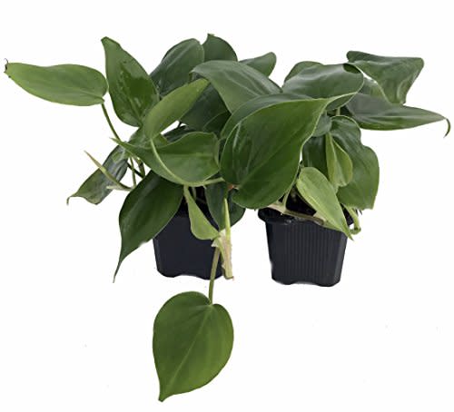 Heart Leaf Philodendron cordatum - 2 Plants - World's Easiest Houseplant-3