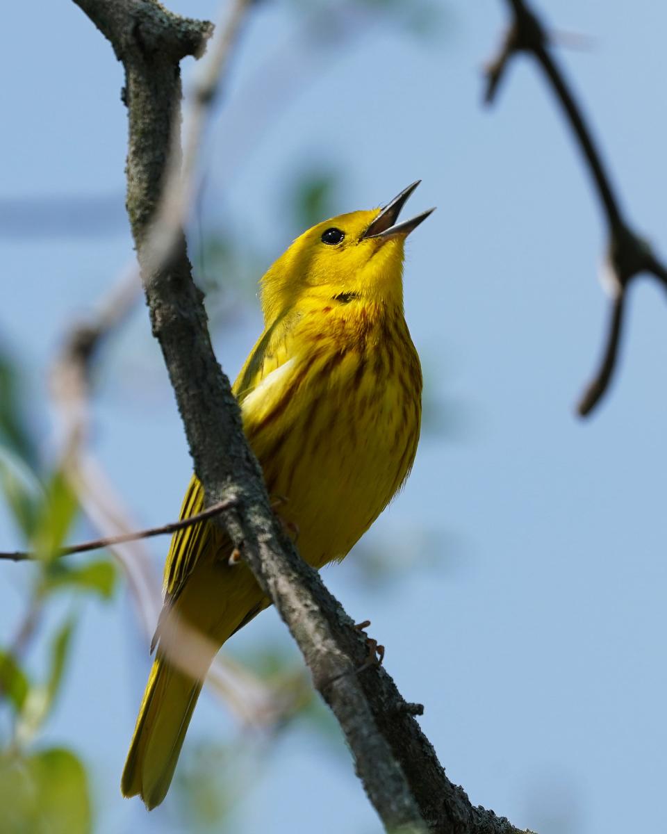 The yellow warbler is our most common warbler. His rapid song, “Sweet, sweet, sweet, I’m so sweet," can be heard all over Magee Marsh this time of year.