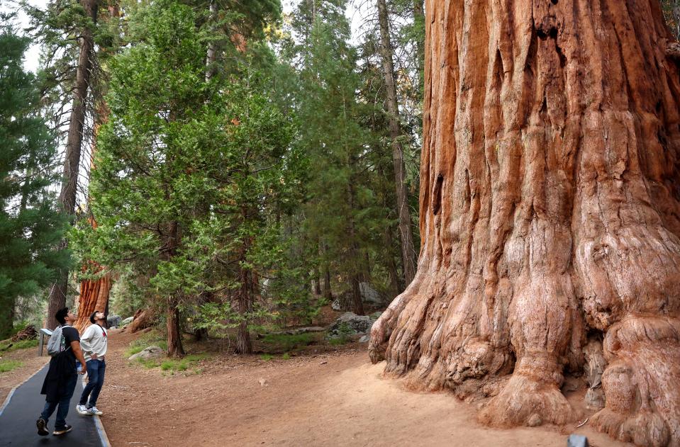 Visitors walk past a giant sequoia tree on Aug. 22, 2022, in Sequoia National Park, California. Giant sequoia trees can live for over 3,000 years and average between 180 to 250 feet in height.