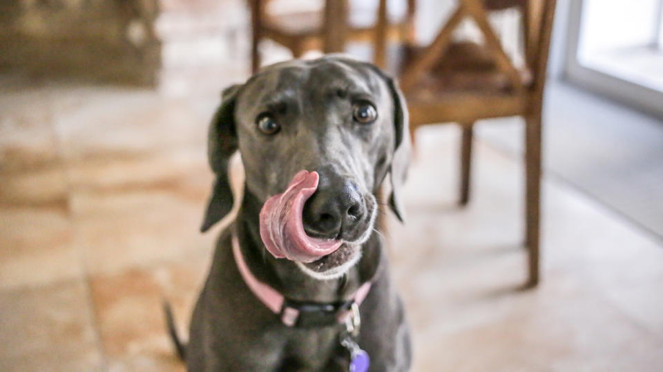 Weimaraner licking it's face