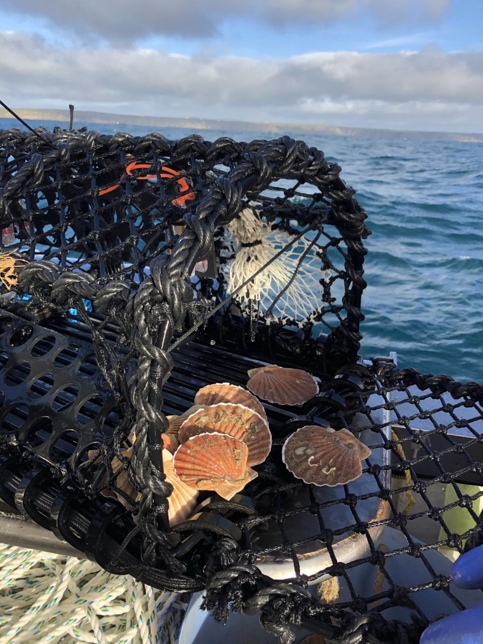 Scallops caught during the PotLight trials