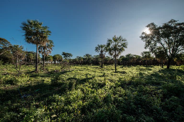 Parque Nacional Laguna El Palmar, en Chaco