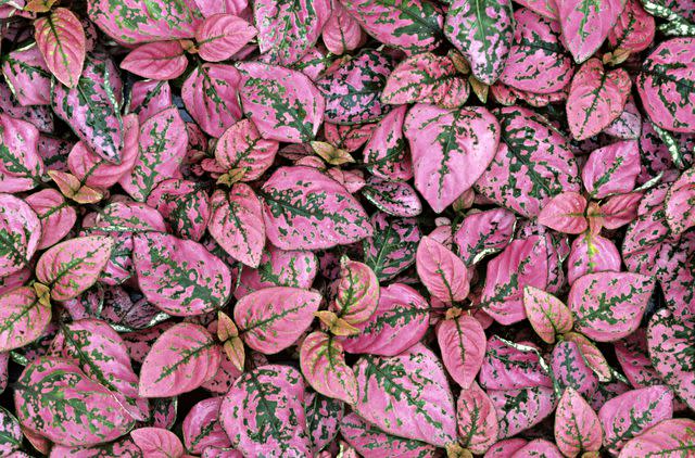 David Q. Cavagnaro / Getty Images Pink Splash polka dot plant