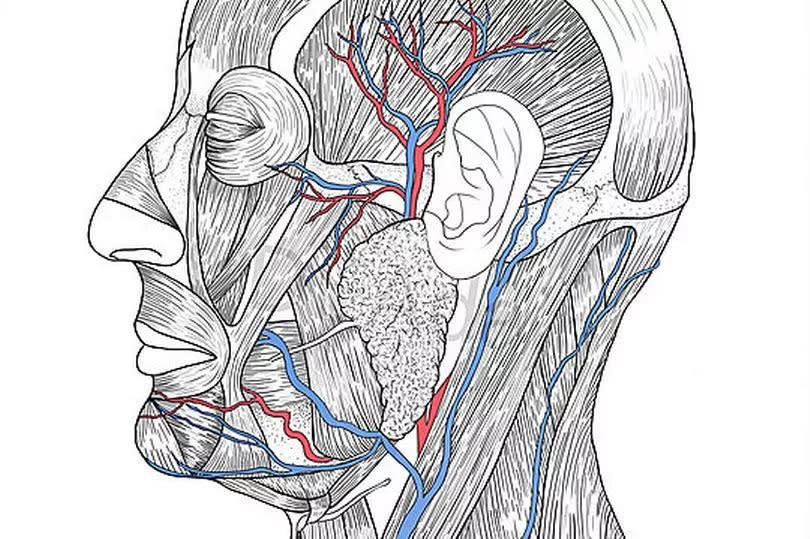 An anatomical sketch of the head and neck drawn by Danielle