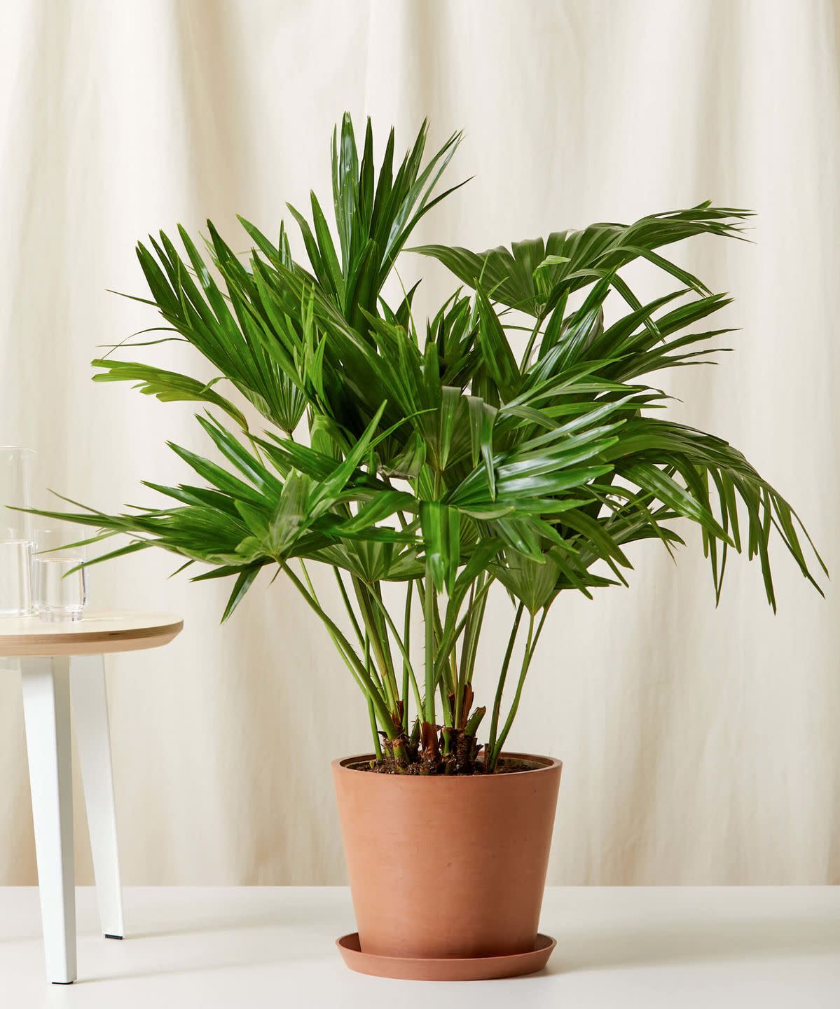 indoor trees, chinese fan palm potted indoors