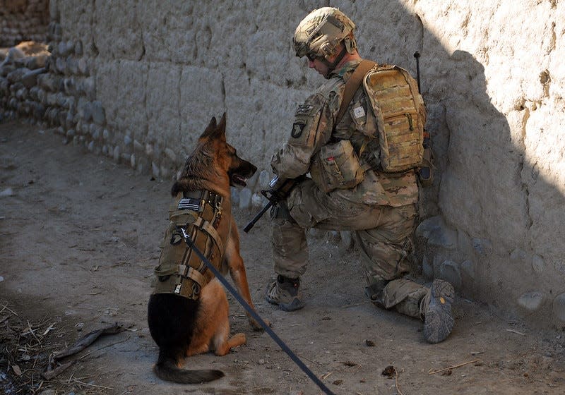 U.S. Army 1st Sgt. Brian Zamiska, 3rd Battalion, 187th Infantry Regiment, 3rd Brigade Combat Team, 101st Airborne Division (Air Assault), pulls security with a U.S. Air Force working dog, Jan. 6, 2013, during a patrol with the Afghan Border Police in Tera Zeyi district, Afghanistan.