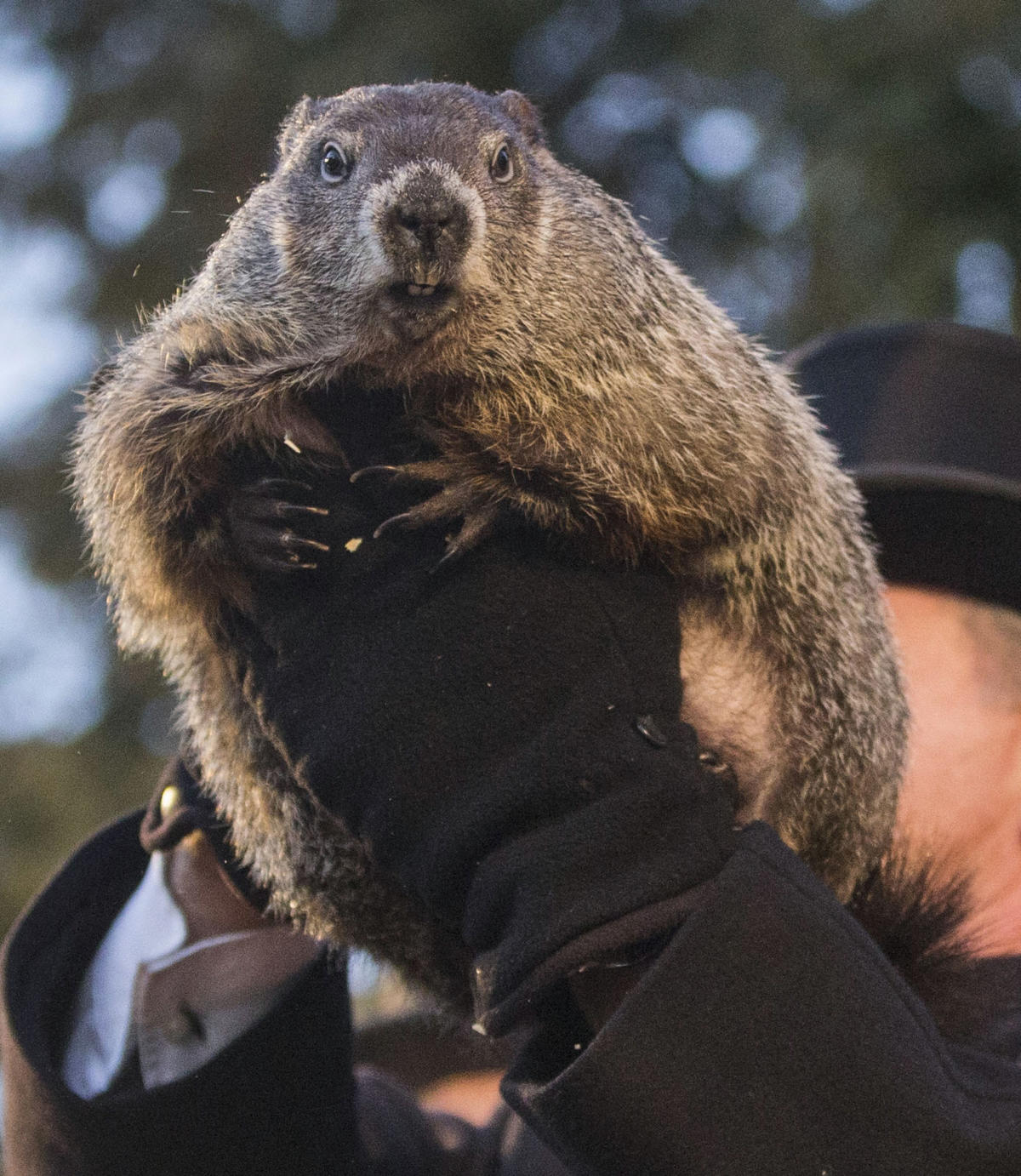 How accurate are Groundhog Day predictions?