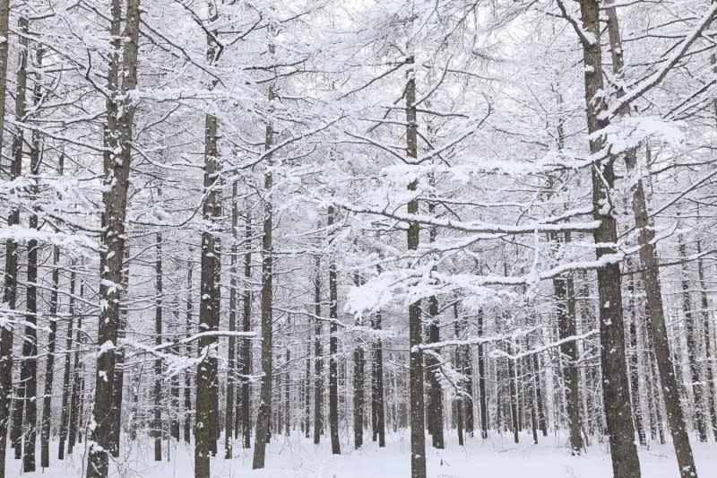 ▲前往日韓戲雪正是時候，長汎假期也推薦即將來臨的日本雪季限定行程，旅展現場購買只要NT$29,900起(含稅)。（圖／長汎假期提供）