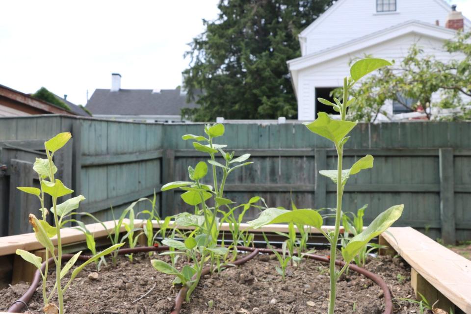 Anne Jennison, an Abenaki storyteller and historian, is working with staff at the Strawbery Banke Museum to grow a garden featuring Abenaki crops, like corn, beans, and squash, at the museum. Pictured in the front row is ceremonial tobacco, with Abenaki rose flint corn growing behind it.