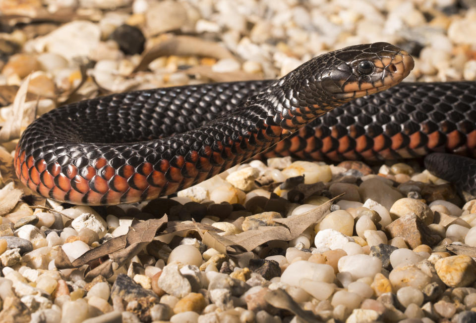 A Queensland officer was bitten by a red-bellied black snake. Source: File/Getty