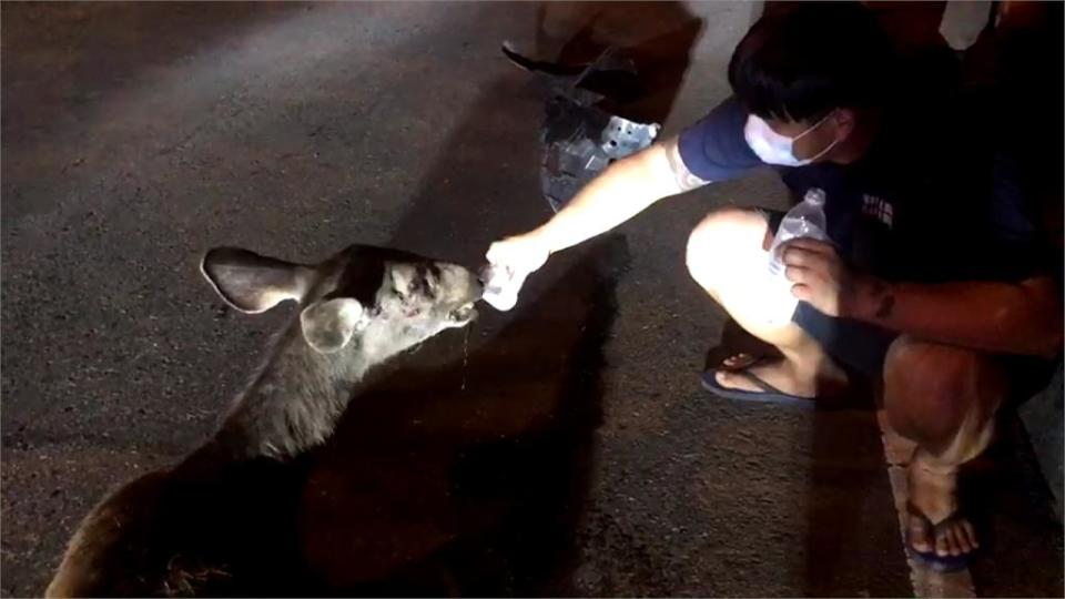 馬路突竄出遭兩車接連撞上　水鹿奄奄一息