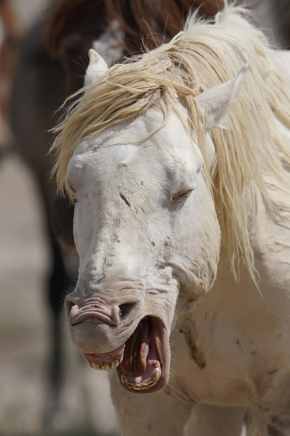 A wild horse arrives at a watering trough, Thursday, July 8, 2021, near U.S. Army Dugway Proving Ground, Utah. The federal government says it must round up thousands of wild horses to protect the parched land and the animals themselves, but wild-horse advocates accuse them of using the conditions as an excuse to move out more of the iconic animals to preserve cattle grazing. (AP Photo/Rick Bowmer)