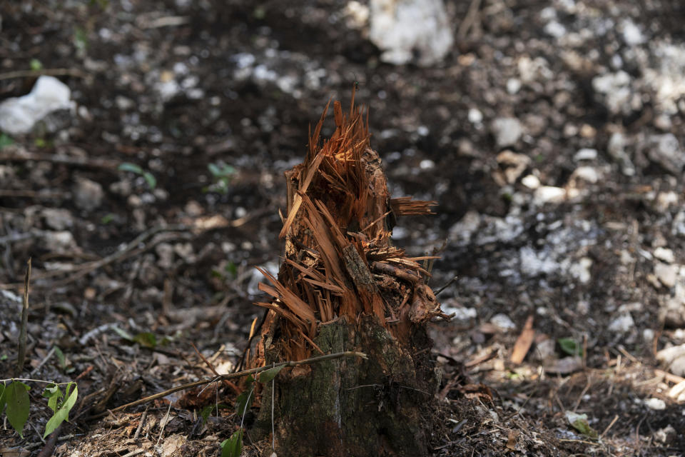 A stump is what's left of a tree that was cut for the clearing of forest to make way for the Maya Train in Akumal, Quintana Roo, state, Mexico, Tuesday, Aug. 2, 2022. The train is one of President Andres Manuel Lopez Obrador’s signature projects and has drawn objections from environmentalists, archaeologists and cave divers, who have held protests to block backhoes from tearing down trees and scraping clean the thin layer of soil. (AP Photo/Eduardo Verdugo)