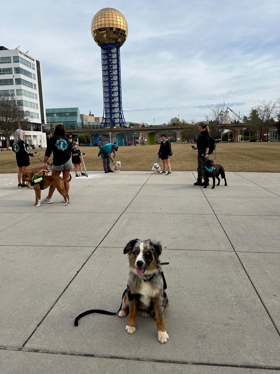 The "pack walk" hosted by North Star K9 Training started at World's Fair Park.