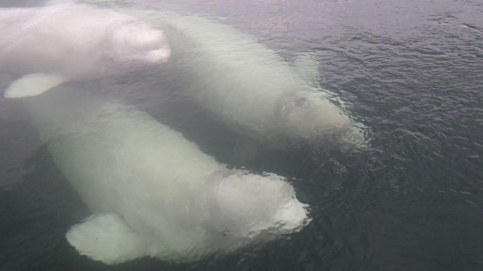 PHOTO: Beluga whales swim just under the surface of the water. (BJ Kirschhoffer/Polar Bears International)