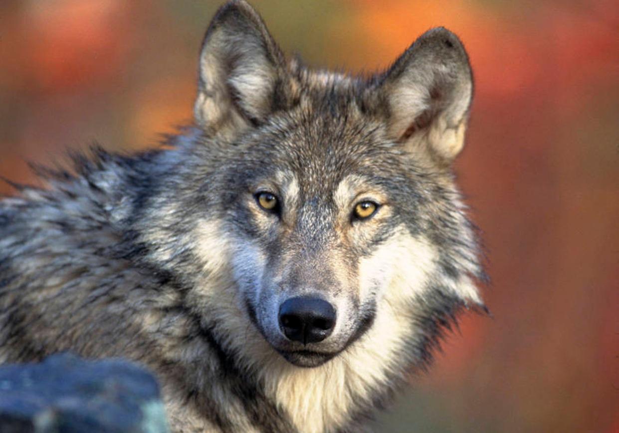 This April 18, 2008, file photo provided by the U.S. Fish and Wildlife Service shows a gray wolf.