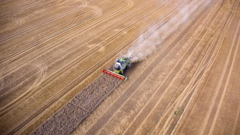 Bauern ernten ein Weizenfeld in Mecklenburg-Vorpommern ab.