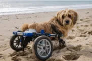 dog with wheelchair on beach