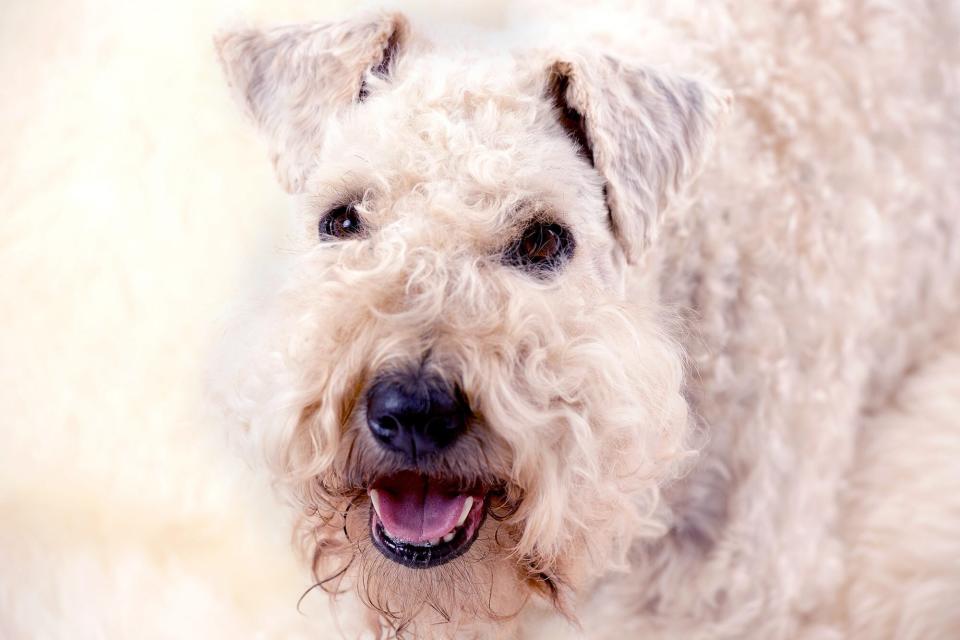 Irish Soft Coated Wheaten Terrier looking up