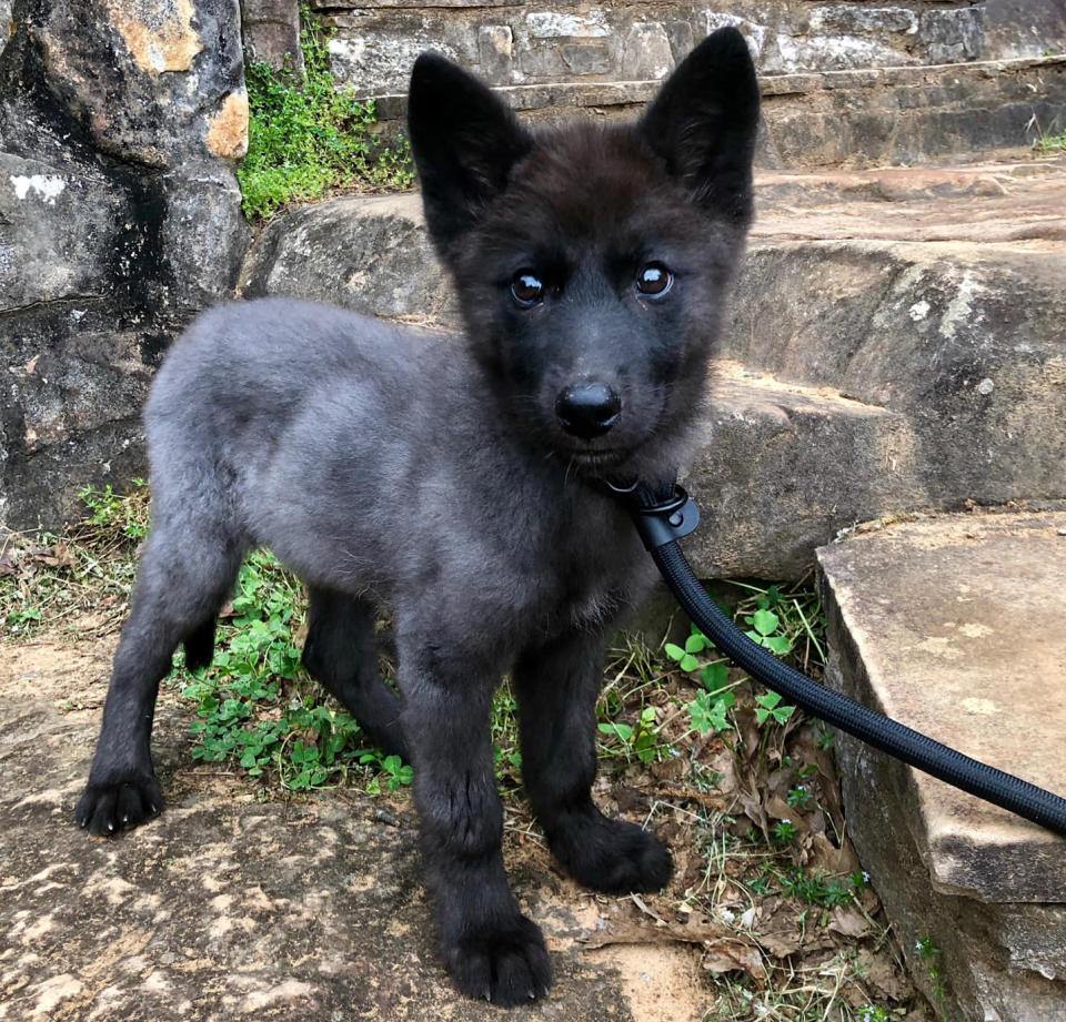 Nymeria the pup on a leash. 