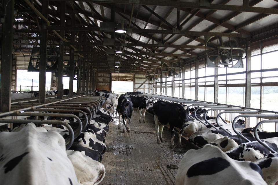 Cows stand in stalls at Mystic Valley Dairy in Sauk City, Wis. The farm's owner Mitch Breunig has spent over $100,000 to improve his farm to make his cows happier, including making his barn and stalls bigger and adding fans and other air circulation equipment. He's seen milk production increase from about 13 gallons a milk a day per cow to 15 gallons. (AP Photo/Carrie Antlfinger)