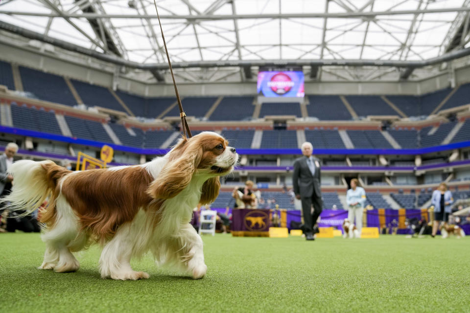 Entrants compete in the Cavalier King Charles Spaniel breed judging in Arthur Ashe Stadium during the 147th Westminster Kennel Club Dog show, Monday, May 8, 2023, at the USTA Billie Jean King National Tennis Center in New York. (AP Photo/John Minchillo)