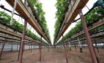 FILE PHOTO: Strawberry plants are seen in a greenhouse of Swiss berry producer Schibli Beeren at Naeppbrunnenhof farm near Otelfingen, Switzerland