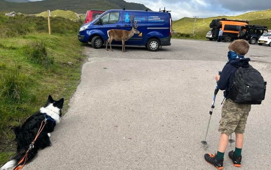 The deer in the Beinn Eighe car park