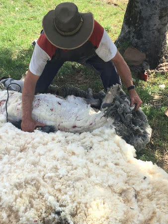 A man shears a sheep with massively overgrown fleece in Warrumbungle, New South Wales, Australia, July 20, 2018, in this picture obtained from social media. Graeme Bowden/via REUTERS