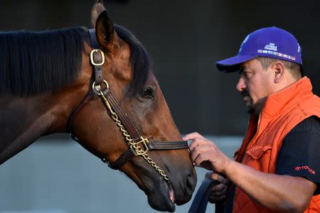 May 4, 2016; Louisville, KY, USA; Horse groom Fernel Serrano holds Kentucky Derby hopeful Nyquist while he gets a bath during workouts in advance of the 2016 Kentucky Derby at Churchill Downs. Mandatory Credit: Jamie Rhodes-USA TODAY Sports