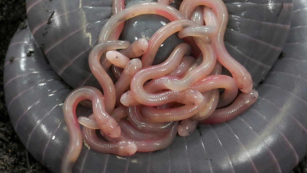  Female caecilian (Siphonops annulatus) with its newly hatched offspring, indicated by their pale pink color. 