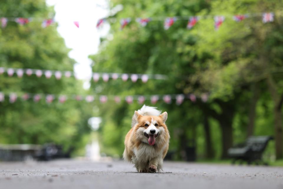 'Fluffy' walks underneath bunting at Regent’s Park (Getty Images)