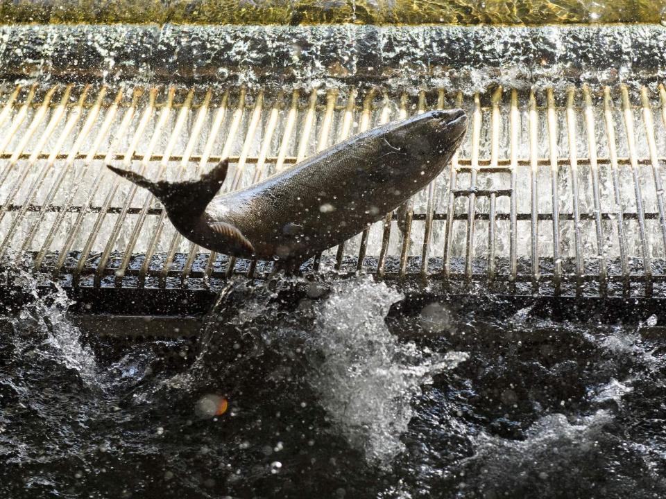 A chinook salmon is seen jumping out of a tank.