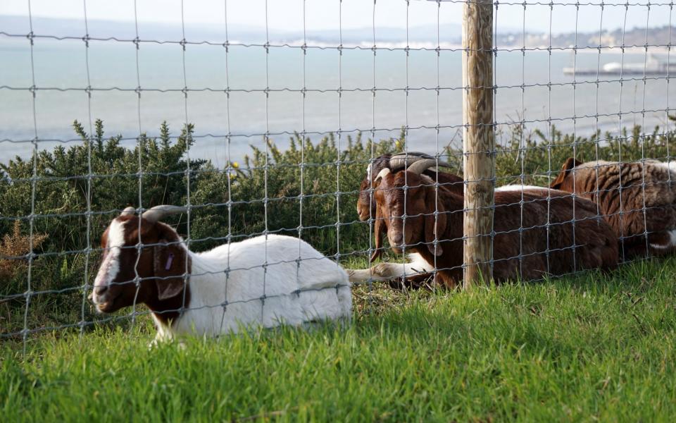 goats on the cliffs of Bournemouth