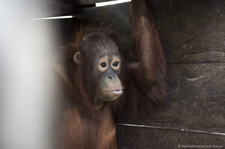 Zwei Jahre lang war dieser Orang-Utan in einer Holzkiste gefangen (Bild: Facebook)