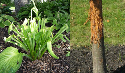 Deer damage plants by chewing and tearing foliage as well as the bark of small trees.