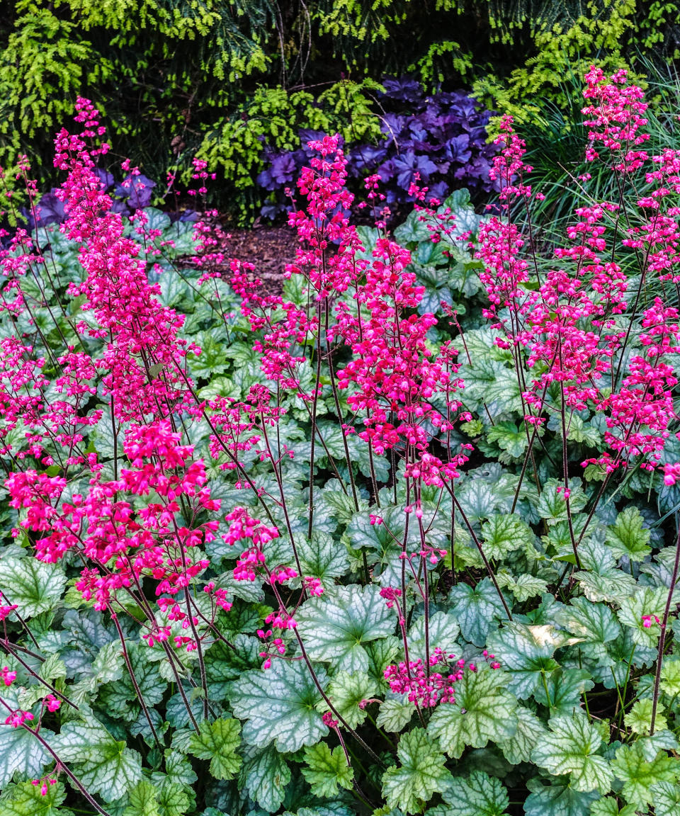 Bright pink flowers of Heuchera 'Paris'