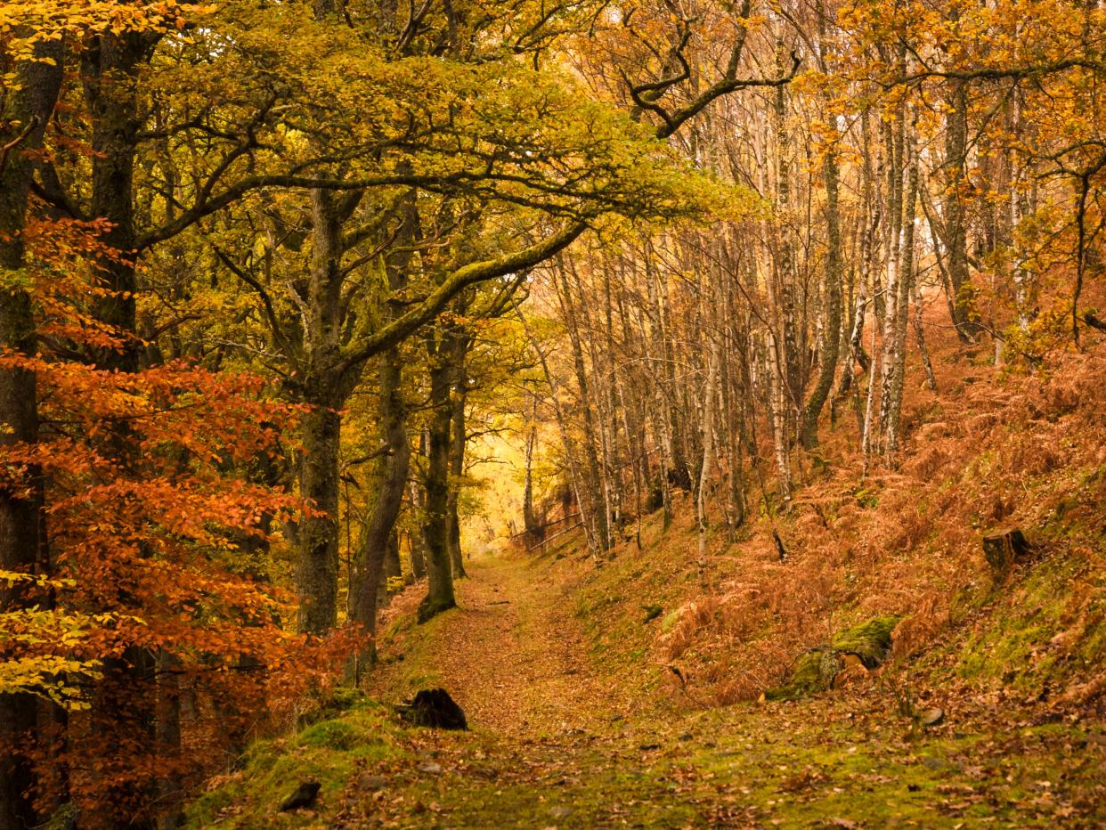 A footpath through a forest in Tayside, Scotland (Getty)