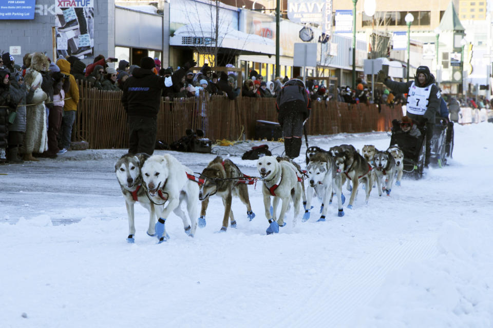 FILE - Dallas Seavey (7), of Talkeetna, Alaska, takes an auction winner in his sled 11 miles over the streets of Anchorage, Alaska, during the March 2, 2024, ceremonial start of the Iditarod Trail Sled Dog Race. Seavey overcame killing a moose and receiving a time penalty to win the Iditarod on Tuesday, March 12, a record-breaking sixth championship in the world’s most famous sled dog race. (AP Photo/Mark Thiessen, File)