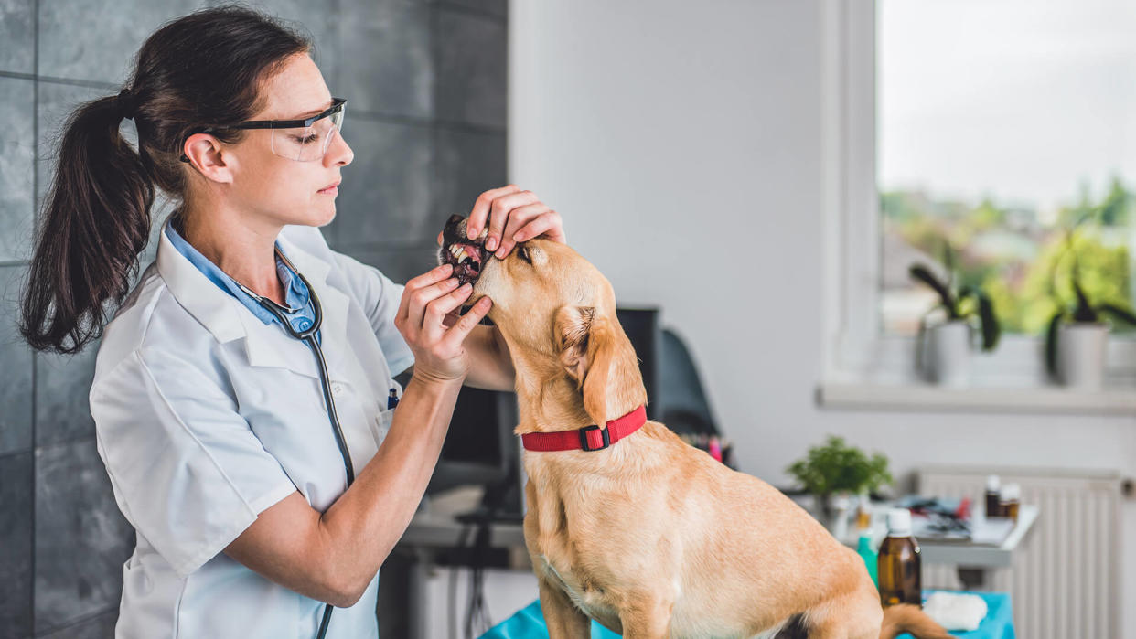 Young female veterinarian examining dog tooth at the veterinarian clinic.