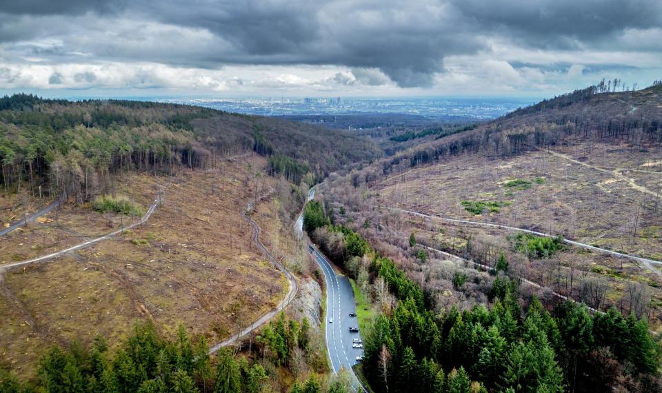 FILE - Large parts of the forests are missing in the Taunus region near Frankfurt, Germany, Friday, April 7, 2023. The European Union has been at the forefront of the fight against climate change and the protection of nature for years. But it now finds itself under pressure from within to pause new environmental efforts amid fears they will hurt the economy. (AP Photo/Michael Probst, File)