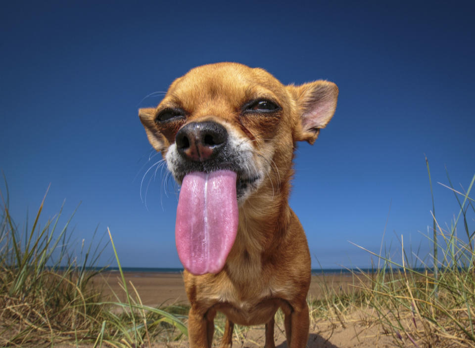 Poppy. (Photo: Catsdog Photography/Caters News)