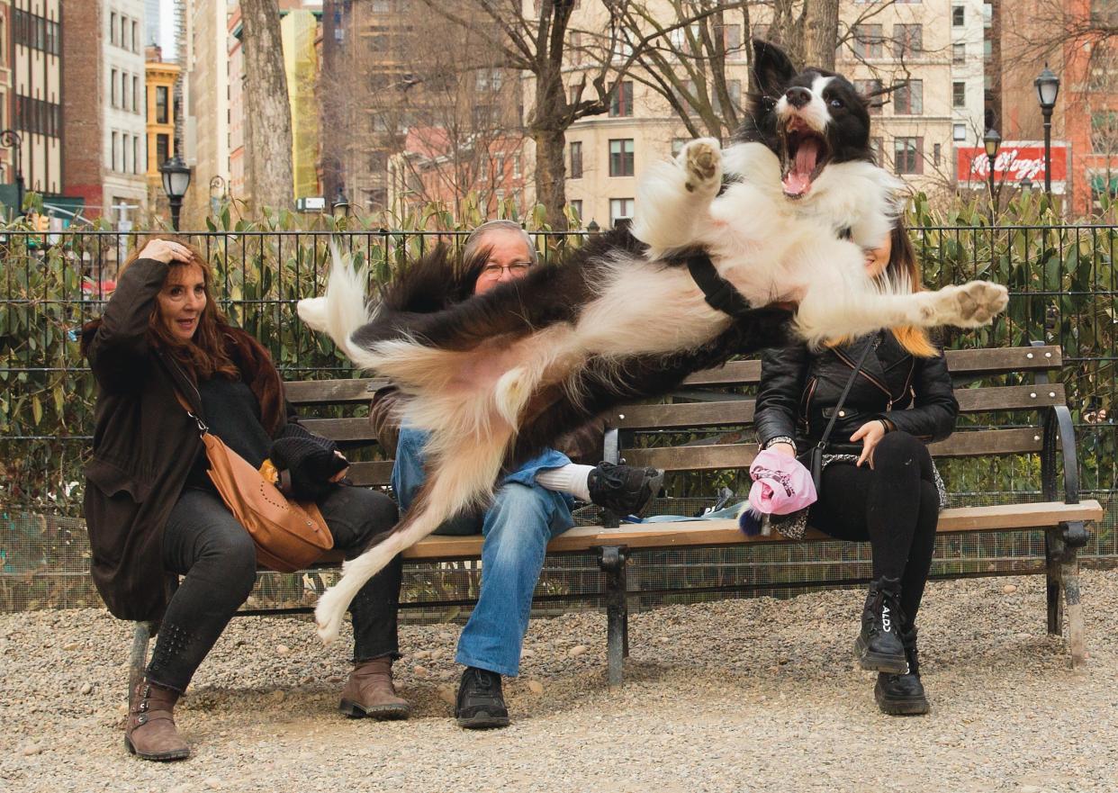 A dog leaps into the air as people seated on a bench watch.