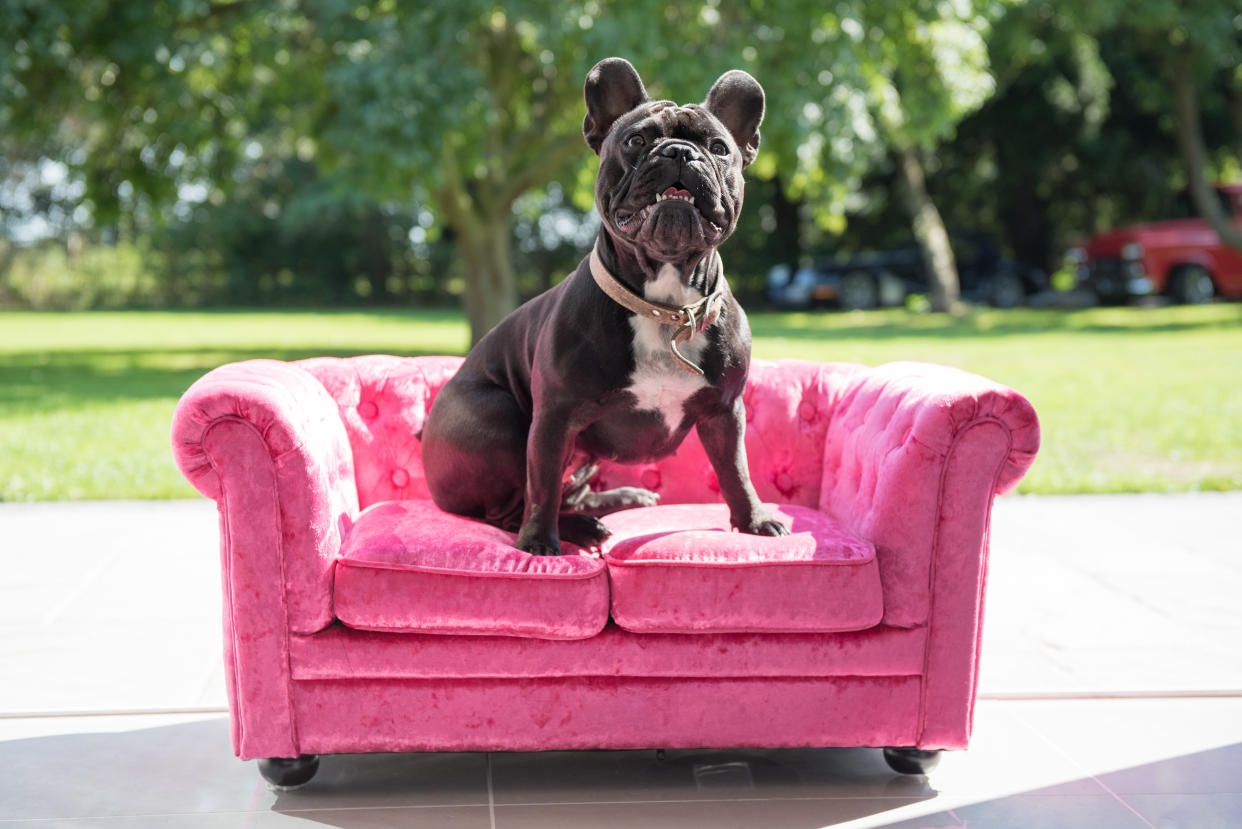 A French Bulldog sits on a luxury pink crushed velvet sofa looking out into the garden on a sunny day