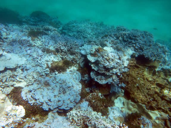 Severely bleached coral are seen near Lisianski Island in Papahanaumokuakea Marine National Monument in August 2014.