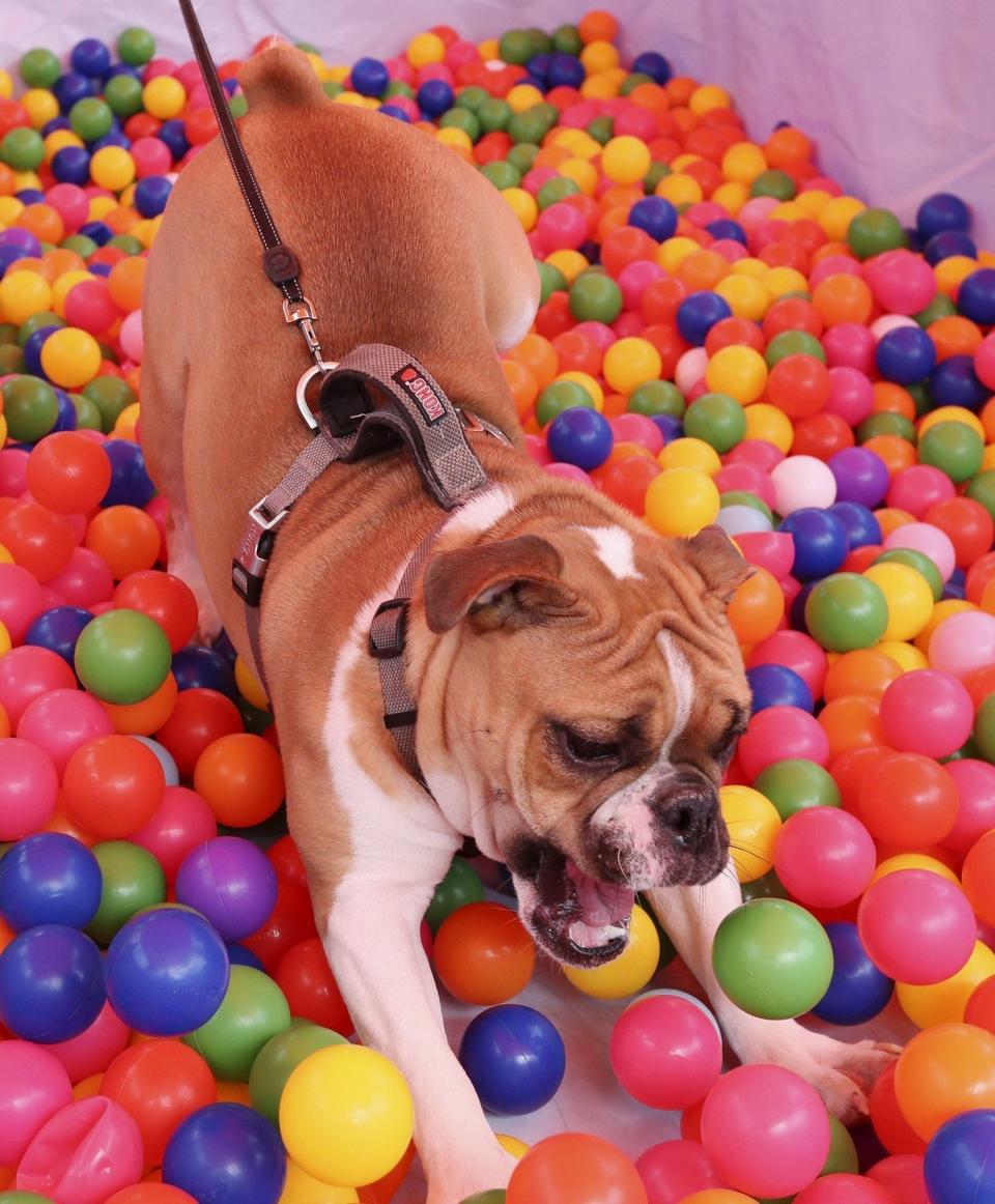 Winston, a bulldog belonging to Diamond Howell of Cuyahoga Falls, enjoys playing in the ball pit during Playing Dog; Come, Stay, Play! at Akron's Hardesty Park in 2019.